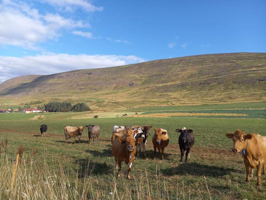 Þorsmoerk Farm 12 Min From Akureyri Daire Svalbarthseyri Dış mekan fotoğraf